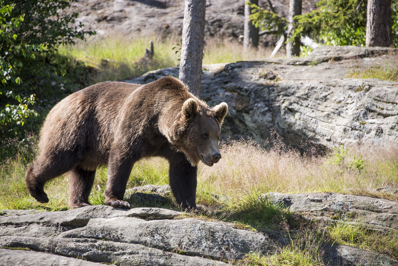 Brown Bear Ursus Arctos Bear  - frank3143 / Pixabay