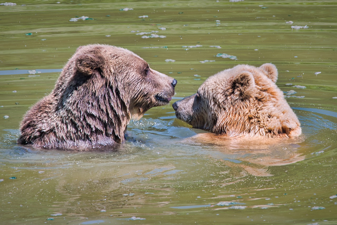 Brown Bears Bears Animal Swim - Antranias / Pixabay