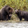 Brown Bears Bears Grizzly Bears  - schliff / Pixabay