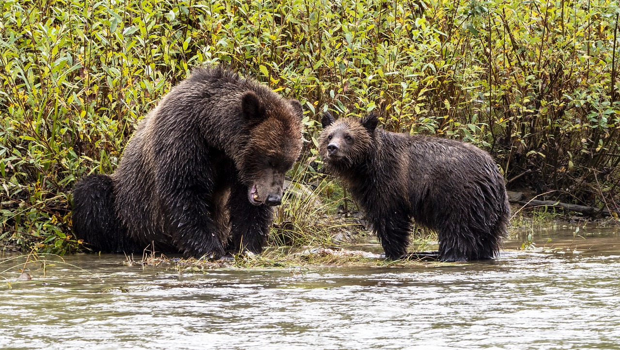 Brown Bears Bears Grizzly Bears  - schliff / Pixabay