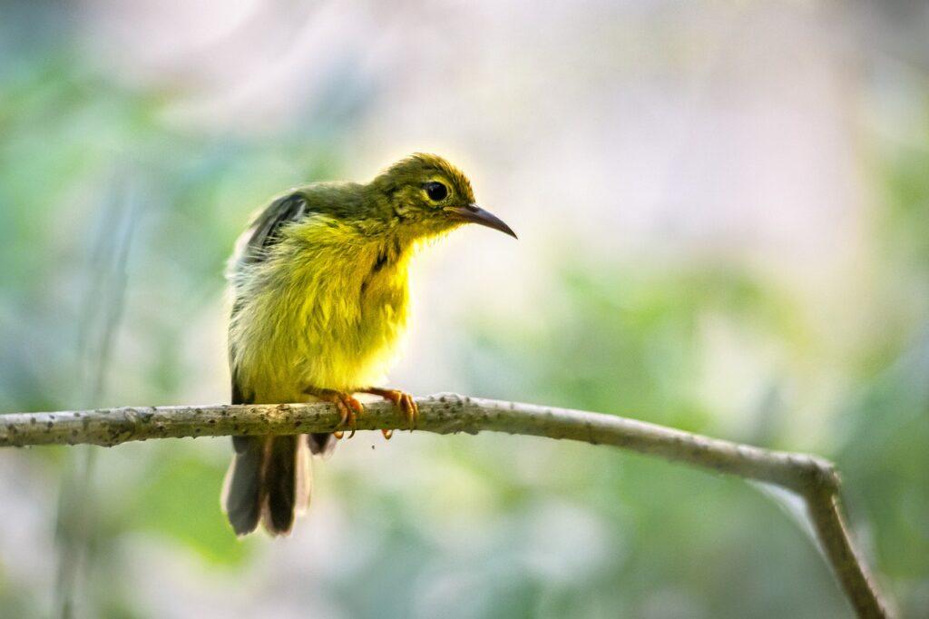 Brown Throated Sunbird Bird Animal  - Erik_Karits / Pixabay
