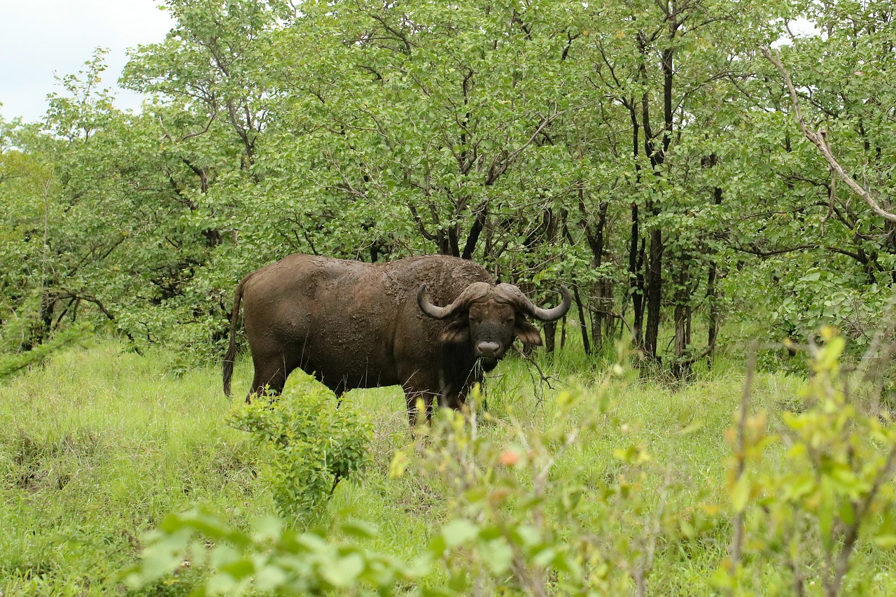 Buffalo Big Five Horn Male Strong - josibo / Pixabay