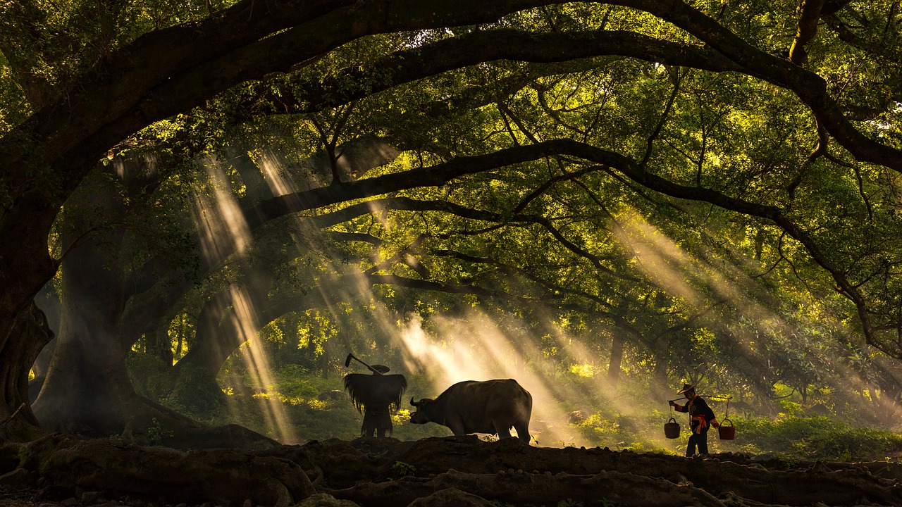 Buffalo Farmer Sun Ray Rays - mercierzeng / Pixabay