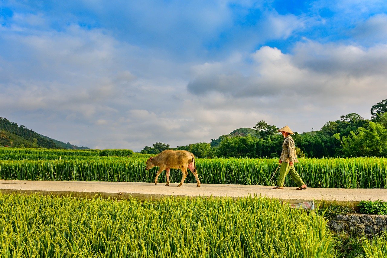 Buffalo Man Field Road Paddy Field  - TranDuyet / Pixabay