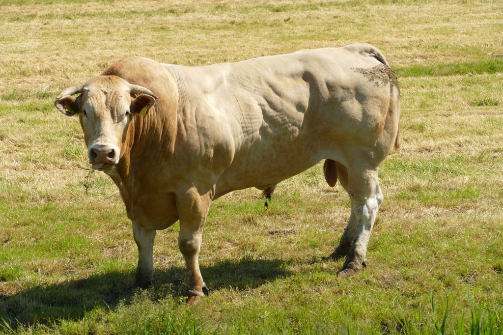 Bull Beef Cattle Male Fauna  - MrsBrown / Pixabay