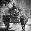Bull Cow Man Road Street Wagon  - Jayanta_Guha / Pixabay