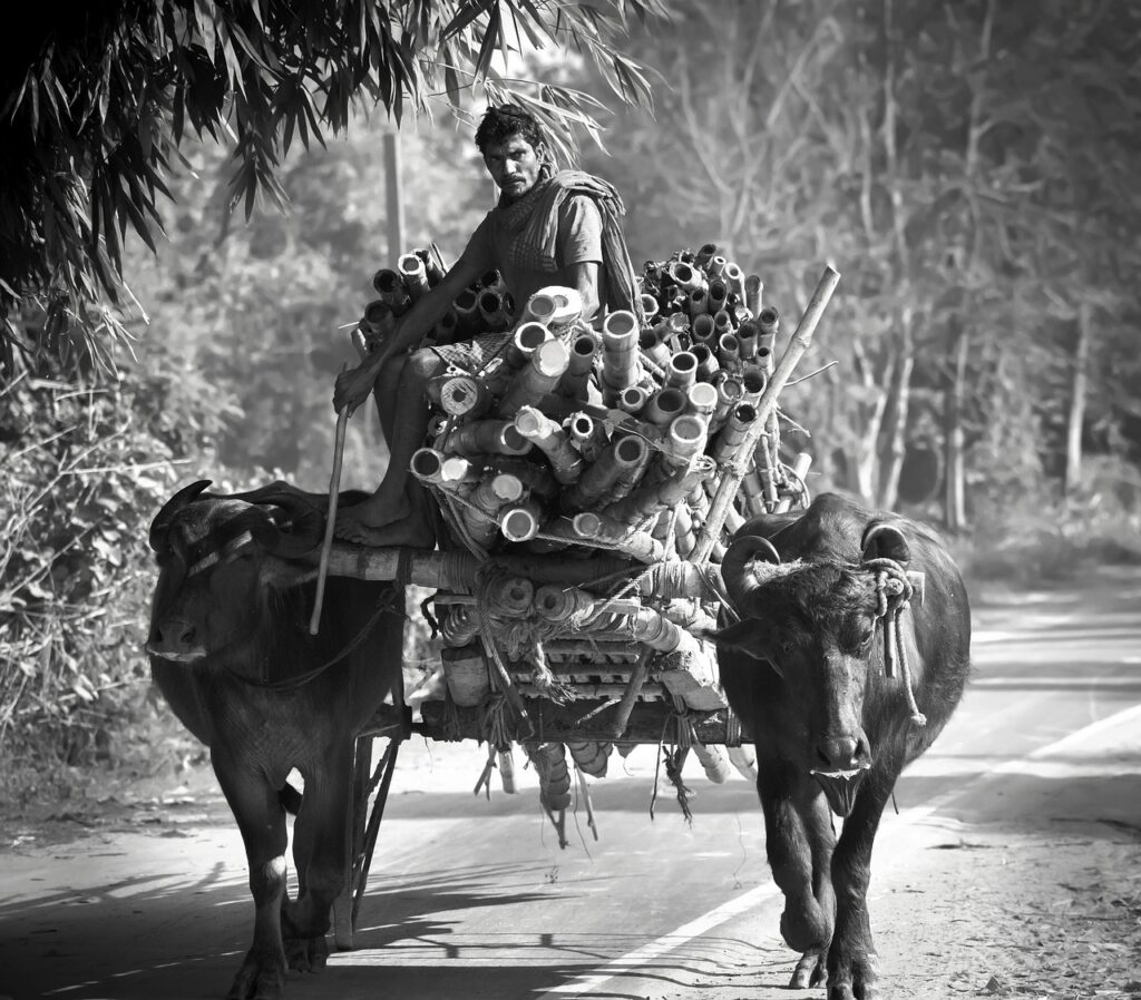 Bull Cow Man Road Street Wagon  - Jayanta_Guha / Pixabay