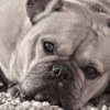Bulldog Dog Pet Animal Domestic  - Gaelle_Sim / Pixabay