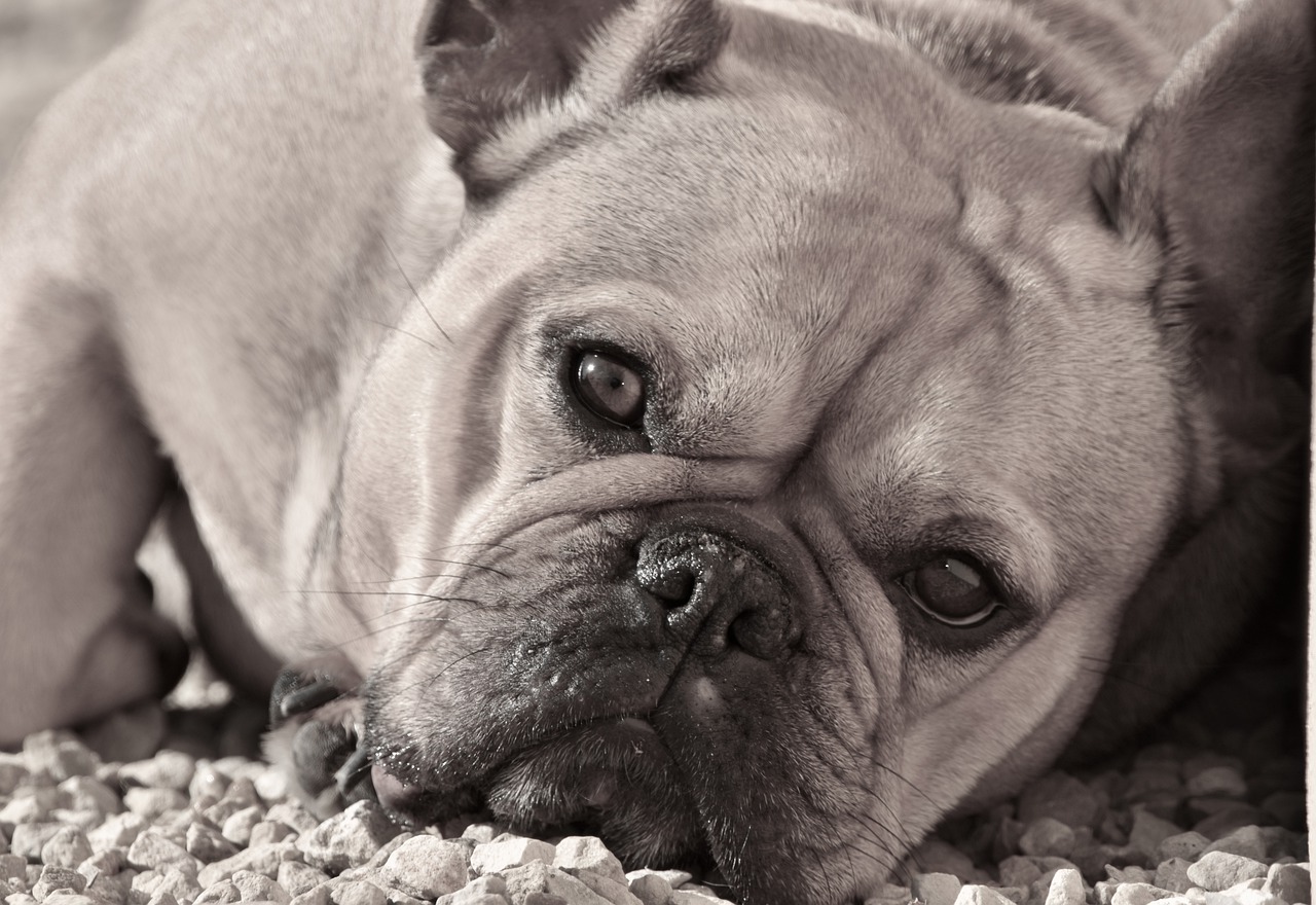 Bulldog Dog Pet Animal Domestic  - Gaelle_Sim / Pixabay