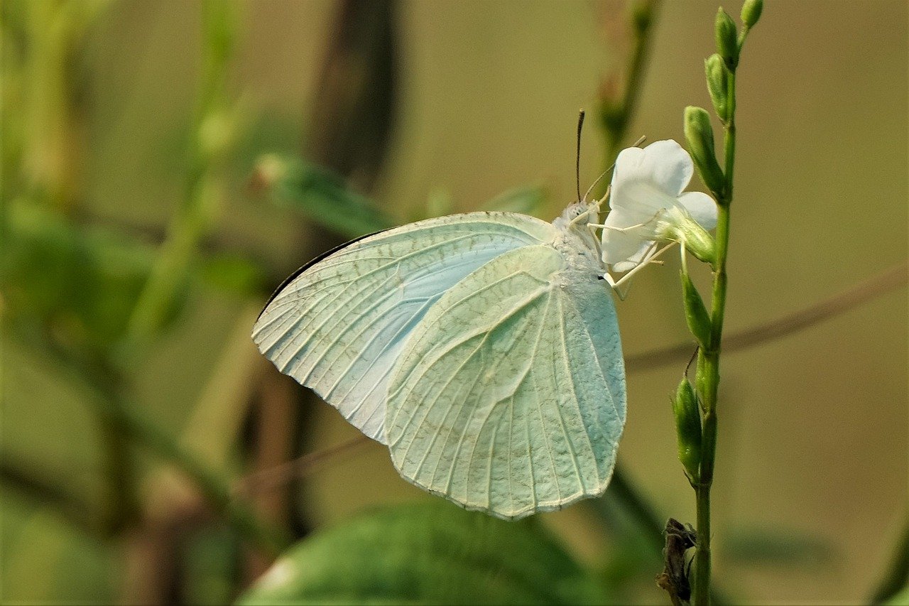 Butterfly Flower Pollinate  - ignartonosbg / Pixabay