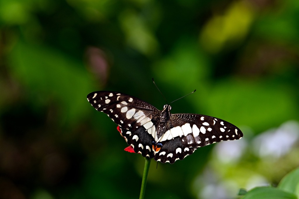 Butterfly Flower Pollinate  - ignartonosbg / Pixabay