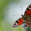 Butterfly Insect Peacock Butterfly  - gamagapix / Pixabay