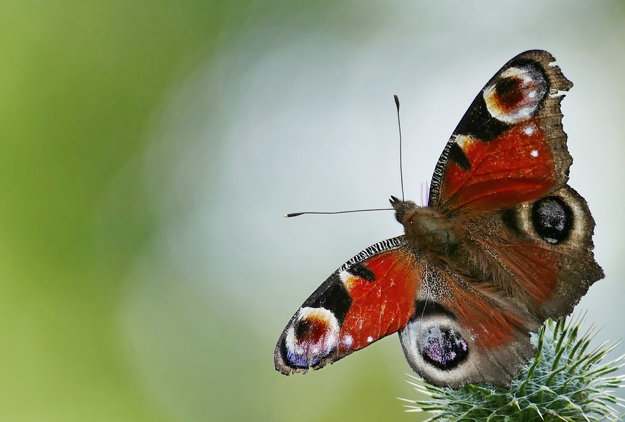 Butterfly Insect Peacock Butterfly  - gamagapix / Pixabay