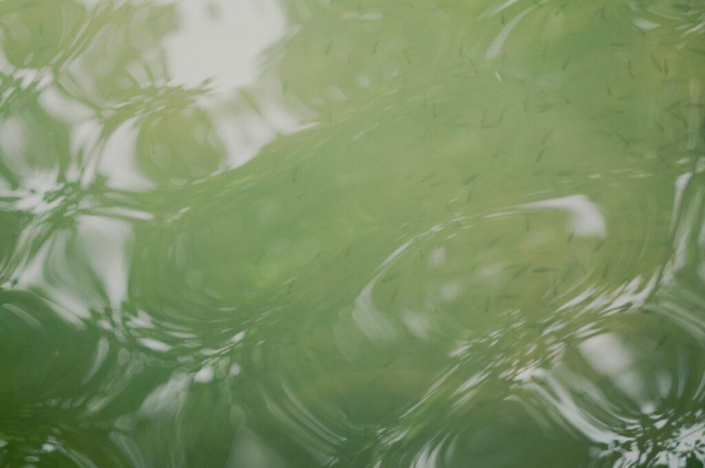 a close up of a leaf