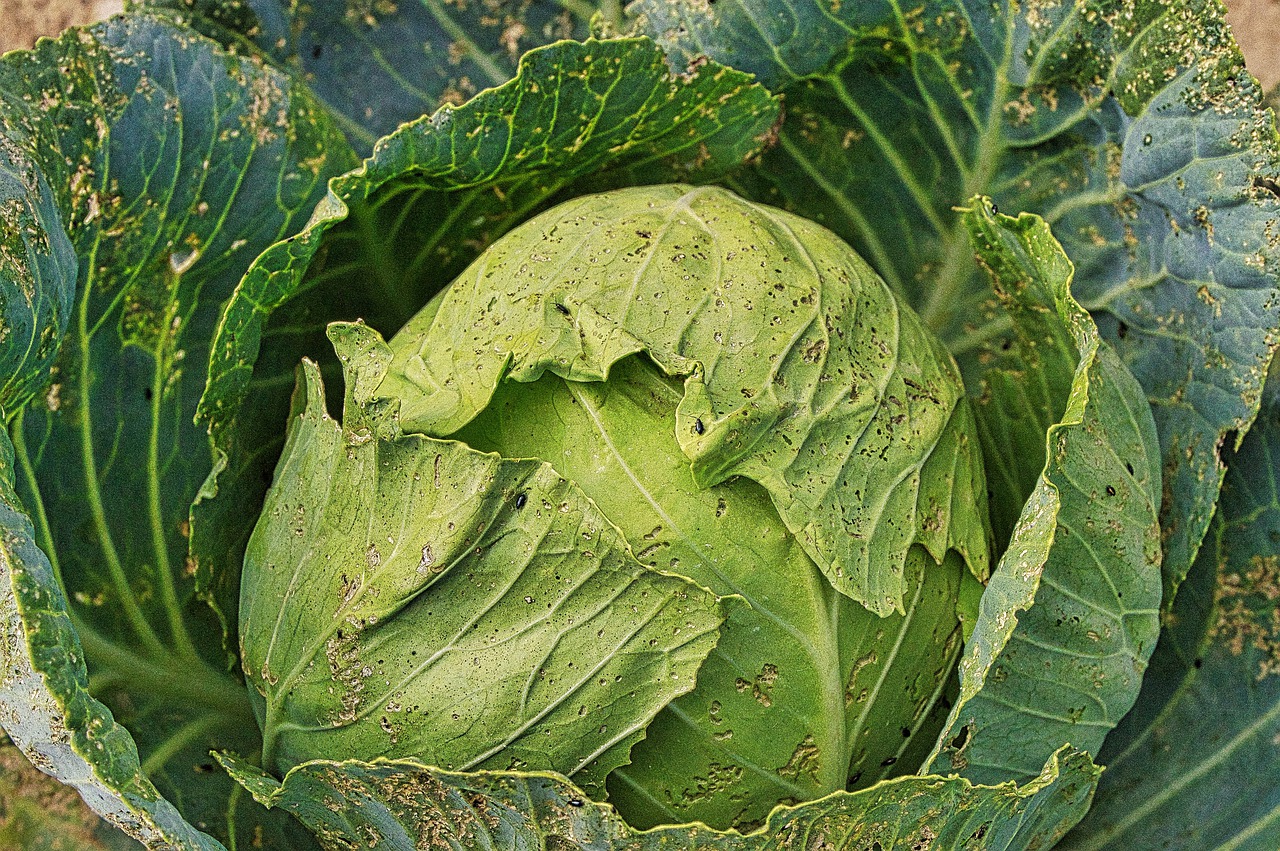 Cabbage Cauliflower Vegetable - jeanlouisservais / Pixabay