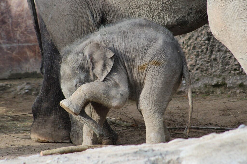 Calf Elephant Animal Baby Elephant  - Rollstein / Pixabay