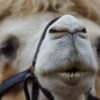 Camel Animal Desert Africa  - rottonara / Pixabay