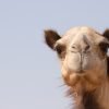 Camel Animal Dubai Uae Emirates  - Rawlight / Pixabay