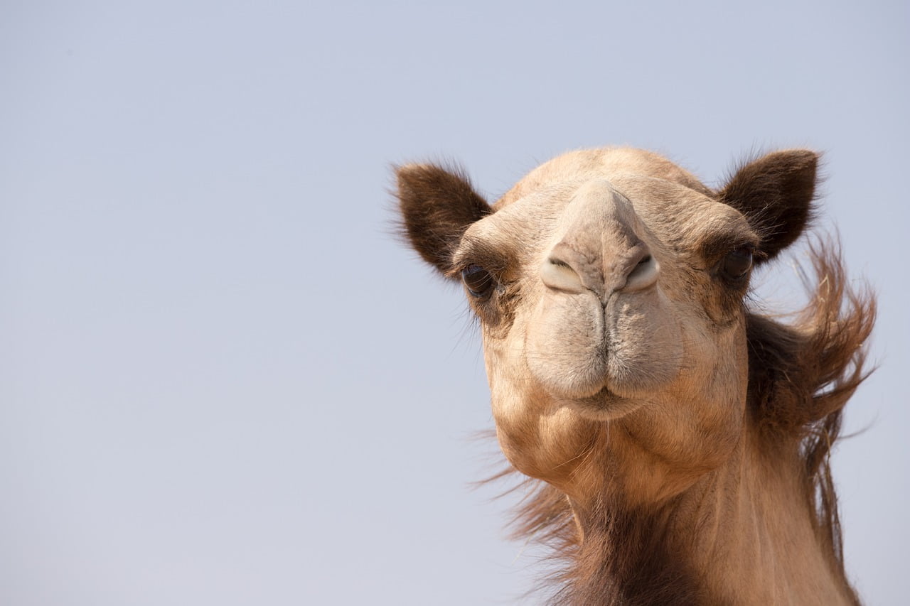 Camel Animal Dubai Uae Emirates  - Rawlight / Pixabay