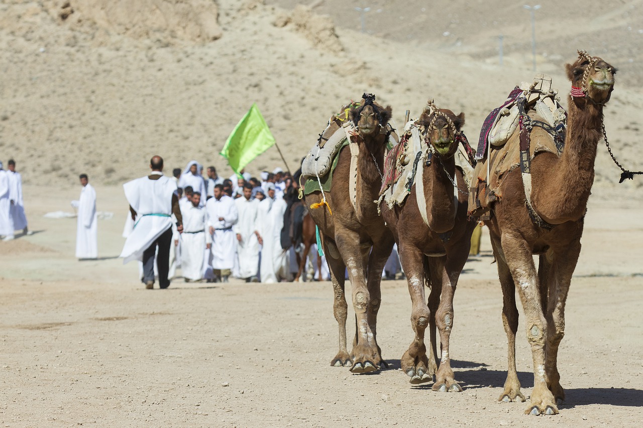 Camel Animal Qom Iran  - mostafa_meraji / Pixabay