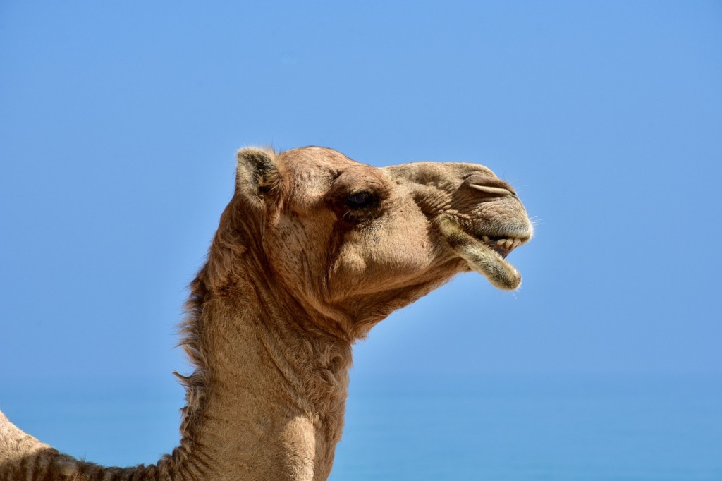 Camel Dromedary Head Desert Ship  - CatharinaWallner / Pixabay