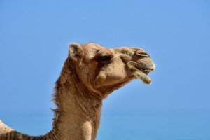 Camel Dromedary Head Desert Ship  - CatharinaWallner / Pixabay