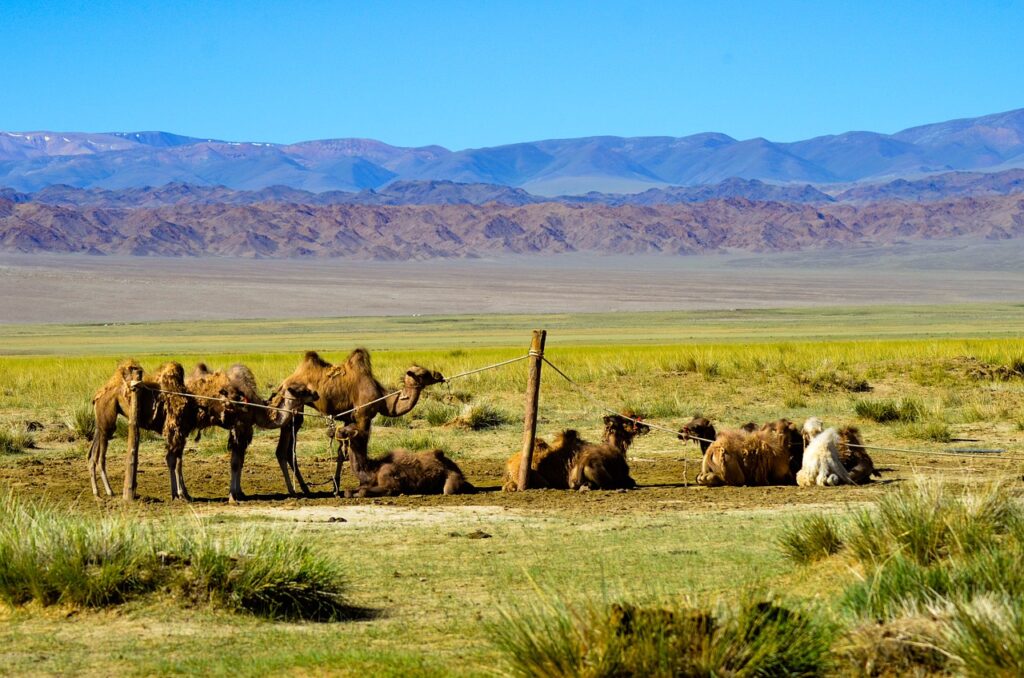 Camels Field Mountains Animals  - MBViSign / Pixabay