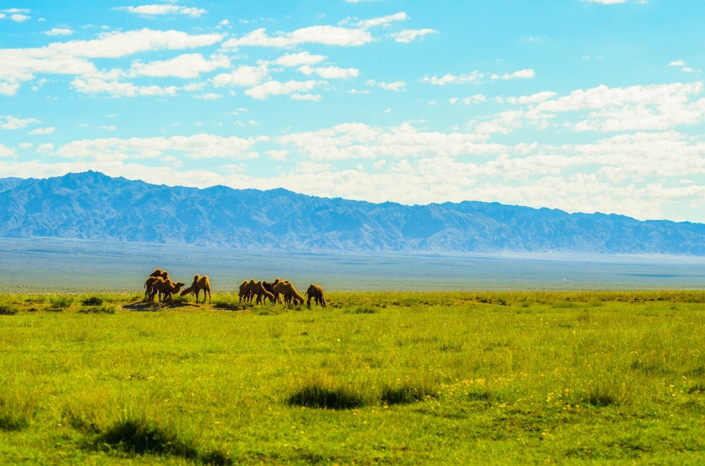 Camels Field Mountains Grazing  - MBViSign / Pixabay