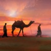 Camels Sunset Desert Travelers  - Placidplace / Pixabay