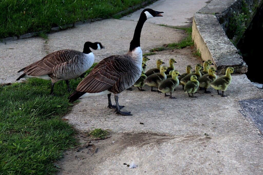 Canada Geese Geese Goslings Bank  - GAIMARD / Pixabay
