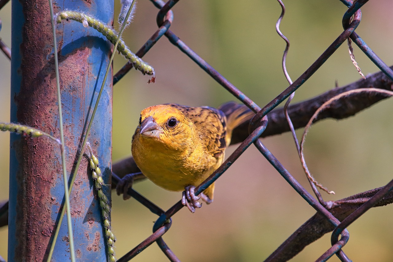 Canary Bird Bird Fence - boanergesjr / Pixabay