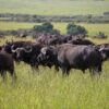 Cape Buffaloes Animals Safari  - mustafacevcek42 / Pixabay