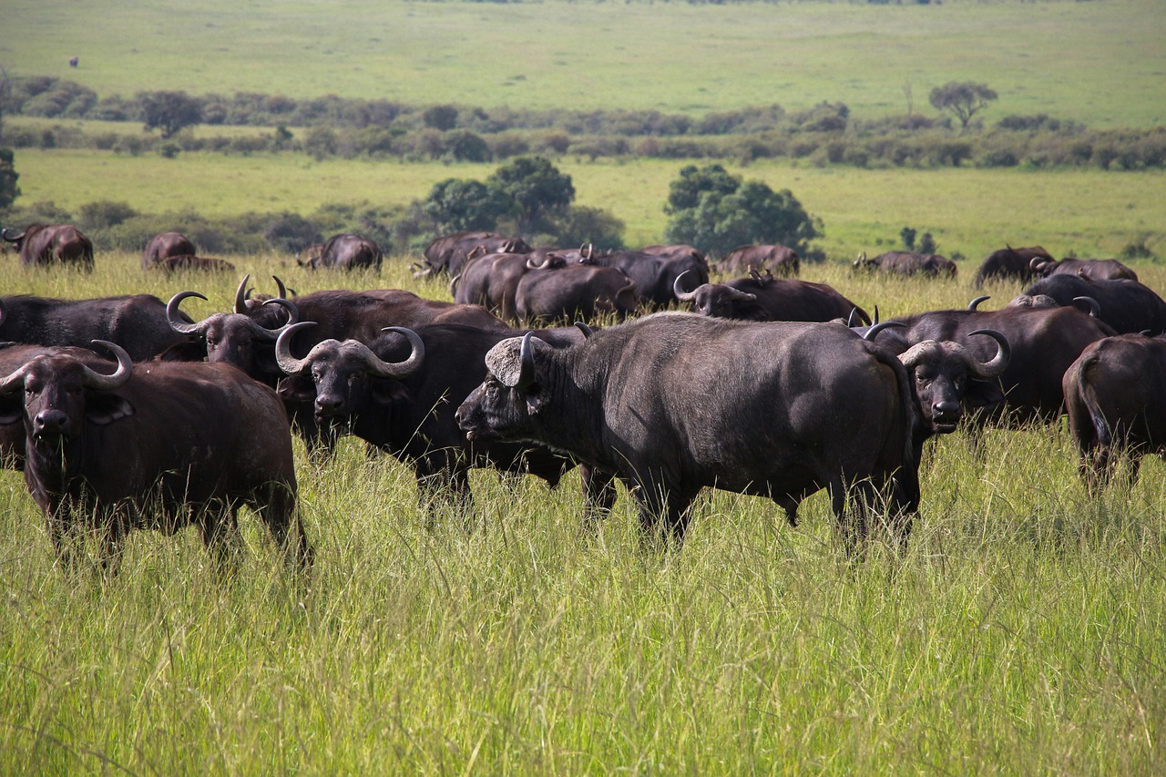 Cape Buffaloes Animals Safari  - mustafacevcek42 / Pixabay