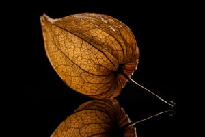 Cape Gooseberry Fruit Reflection  - matthewsjackie / Pixabay