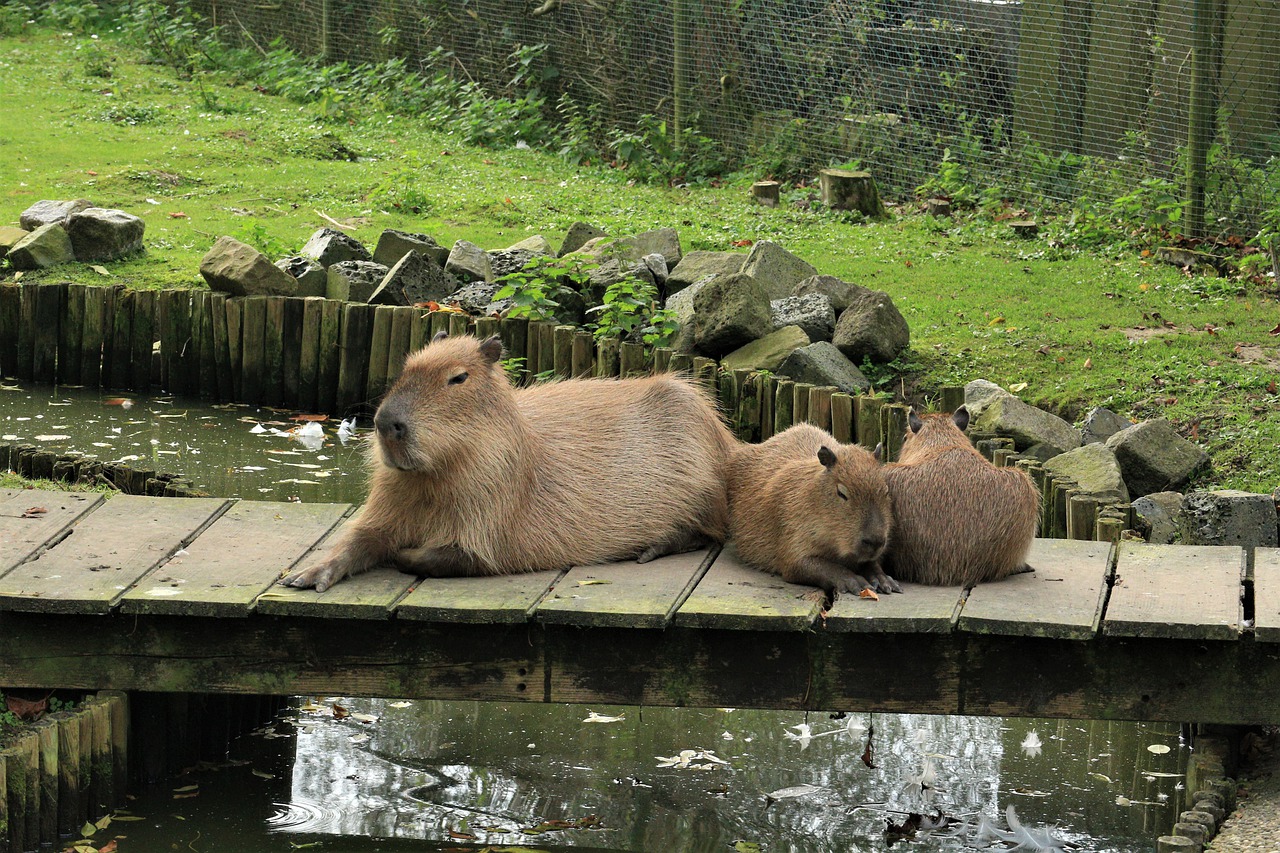 Capybara Faunapark Animal Park - Elsemargriet / Pixabay