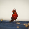 Cardinal Bird Peanuts Wildlife  - twinumber_two / Pixabay