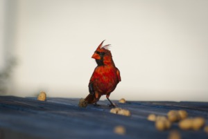 Cardinal Bird Peanuts Wildlife  - twinumber_two / Pixabay
