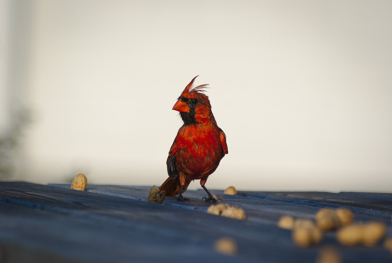 Cardinal Bird Peanuts Wildlife - twinumber_two / Pixabay