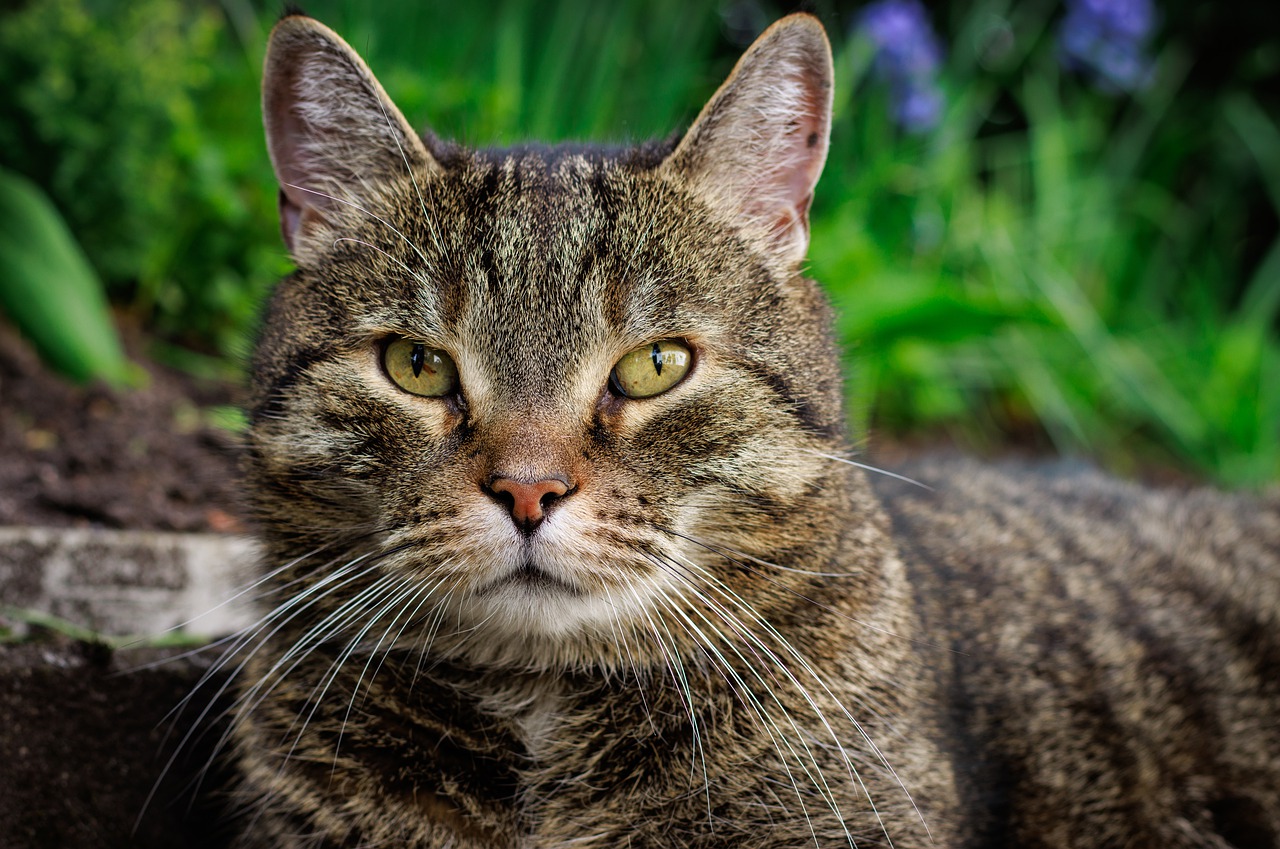 Cat Animal Feline Domestic Animal  - wz-digital-photography / Pixabay