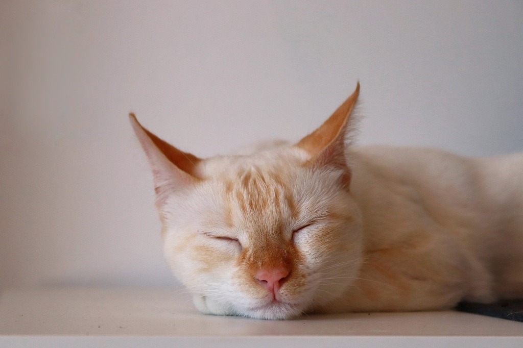 Cat Animal Kitten Feline Siamese  - MajitoPanquesito / Pixabay