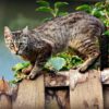Cat Animal Mackerel Feline Pet  - MabelAmber / Pixabay