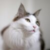 Cat Animal Norwegian Forest Cat Pet  - angelsgarden / Pixabay