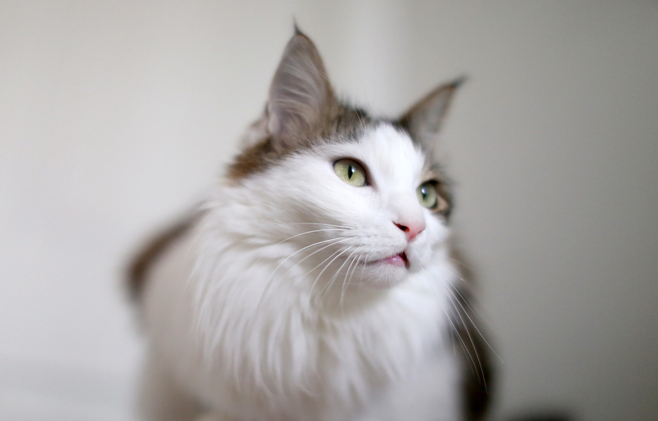 Cat Animal Norwegian Forest Cat Pet  - angelsgarden / Pixabay