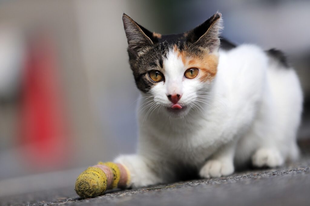 Cat Animal Pet Calico Cat Feline  - HeungSoon / Pixabay