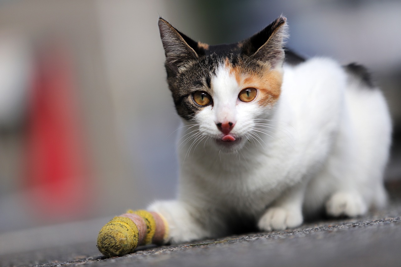 Cat Animal Pet Calico Cat Feline - HeungSoon / Pixabay