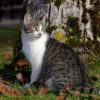 Cat Bart Domestic Cat Pet Kitten  - WFranz / Pixabay