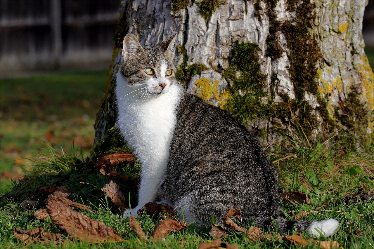 Cat Bart Domestic Cat Pet Kitten  - WFranz / Pixabay