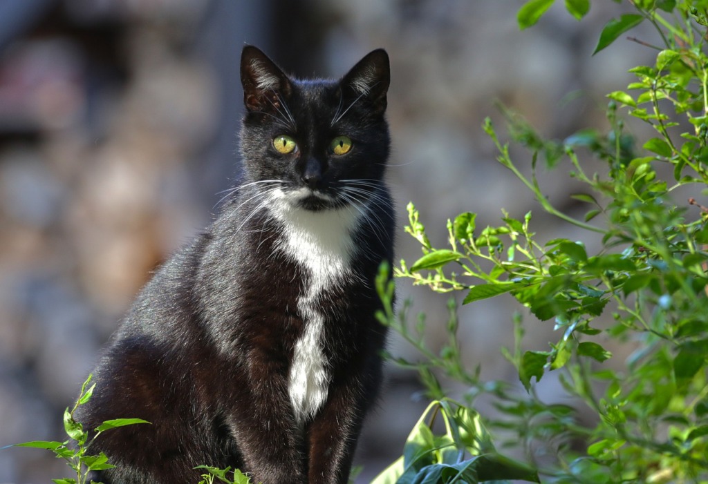 Cat Black Cat Feline Animal  - onkelglocke / Pixabay