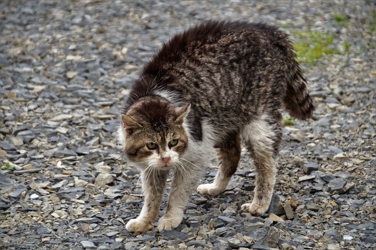 Cat Bristling Fight Preparation  - ivabalk / Pixabay