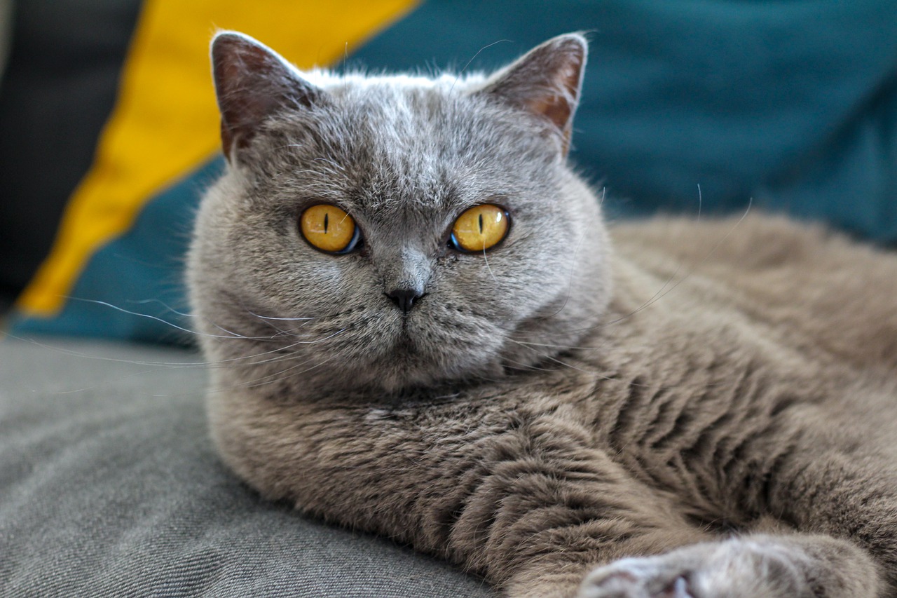 Cat British Short Hair Fur Pet  - Wa_Racoon / Pixabay